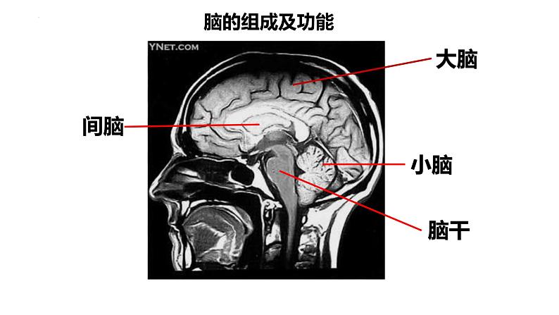 2.1.1 神经系统的组成（第二课时）-2023-2024学年八年级生命科学同步课堂（沪教版第一册）课件05