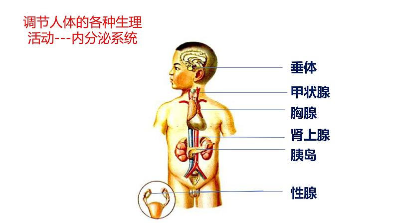 2.2.1 激素是什么（第一课时）-2023-2024学年八年级生命科学同步课堂（沪教版第一册）课件03