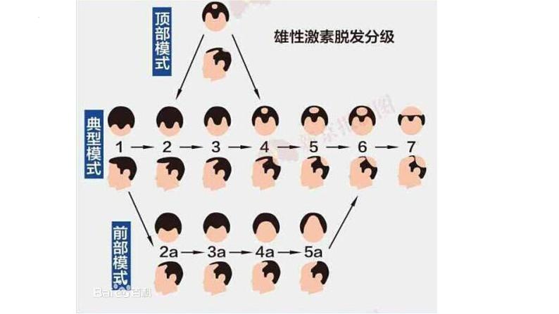 2.2.1 激素是什么（第一课时）-2023-2024学年八年级生命科学同步课堂（沪教版第一册）课件06