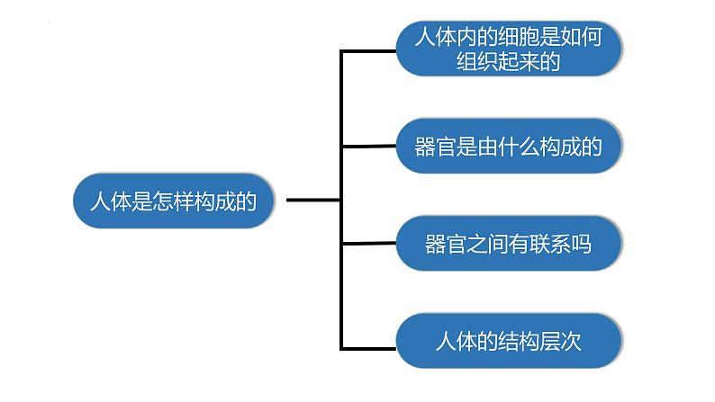 1.1.3 器官之间有联系吗-2023-2024学年八年级生命科学同步课堂（沪教版第一册）课件02