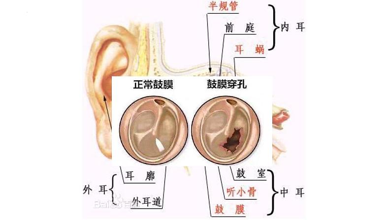 1.1.3 器官之间有联系吗-2023-2024学年八年级生命科学同步课堂（沪教版第一册）课件04