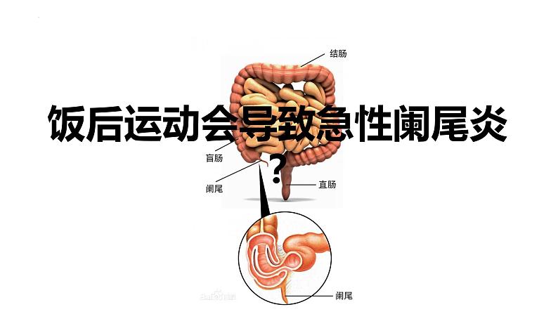 1.1.3 器官之间有联系吗-2023-2024学年八年级生命科学同步课堂（沪教版第一册）课件08