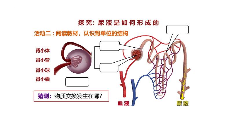 1.2.3 人体是如何维持内环境稳定的（第二课时）-2023-2024学年八年级生命科学同步课堂（沪教版第一册）课件第7页