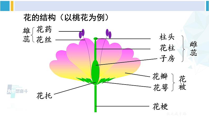 人教版八年级生物下册 第七单元 生物圈中生命的延续和发展 第一节 植物的生殖（课件）第5页