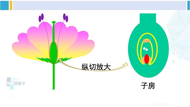 人教版八年级生物下册 第七单元 生物圈中生命的延续和发展 第一节 植物的生殖（课件）第6页