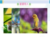 人教版八年级生物下册 第七单元 生物圈中生命的延续和发展 第四节 鸟的生殖和发育（课件）