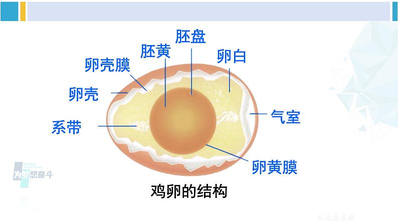 人教版八年级生物下册 第七单元 生物圈中生命的延续和发展 第四节 鸟的生殖和发育（课件）08