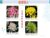 人教版八年级生物下册 第七单元 生物圈中生命的延续和发展 第五节 生物的变异（课件）