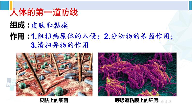 人教版八年级生物下册 第八单元 健康地生活第一课时 人体的三道防线（课件）05