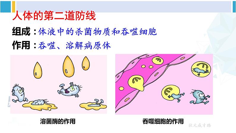 人教版八年级生物下册 第八单元 健康地生活第一课时 人体的三道防线（课件）07