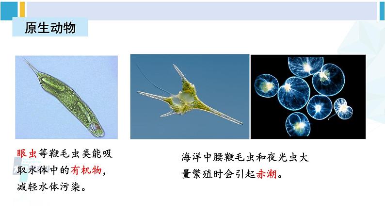 北师大版八年级生物下册 第7单元 生命的演化 章末复习（课件）第4页