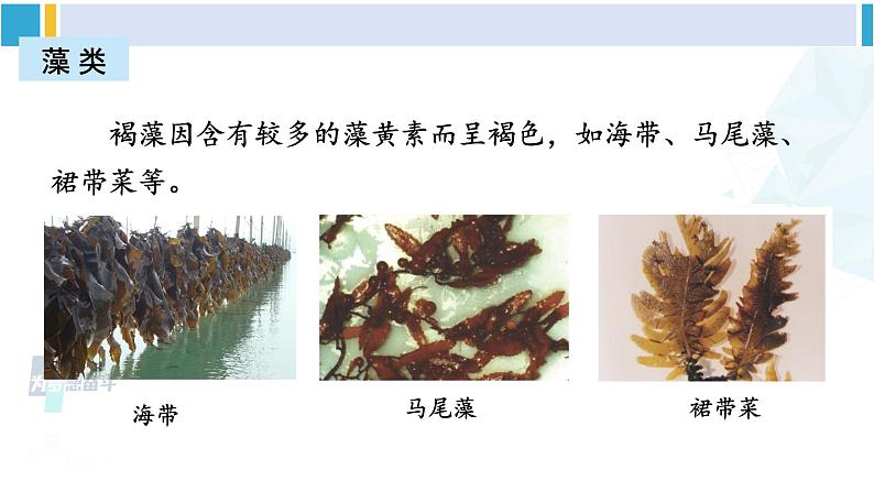 北师大版八年级生物下册 第7单元 生命的演化 章末复习（课件）第7页