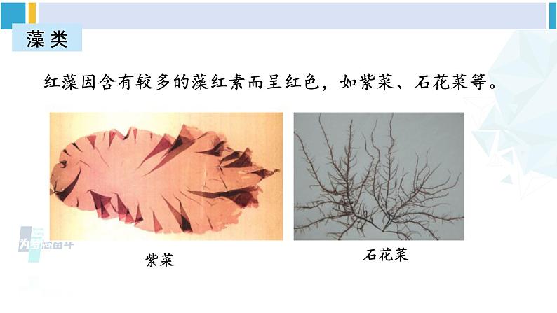 北师大版八年级生物下册 第7单元 生命的演化 章末复习（课件）第8页