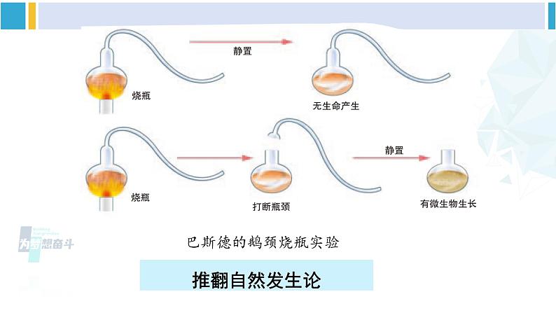 北师大版八年级生物下册 第7单元 生命的演化 章末复习（课件） (1)04