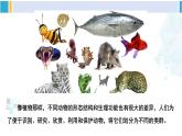 北师大版八年级生物下册 第7单元 生命的演化 第1课时 腔肠动物、扁形动物、线虫动物、软体动物（课件）