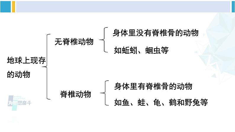 北师大版八年级生物下册 第7单元 生命的演化 第1课时 腔肠动物、扁形动物、线虫动物、软体动物（课件）第8页