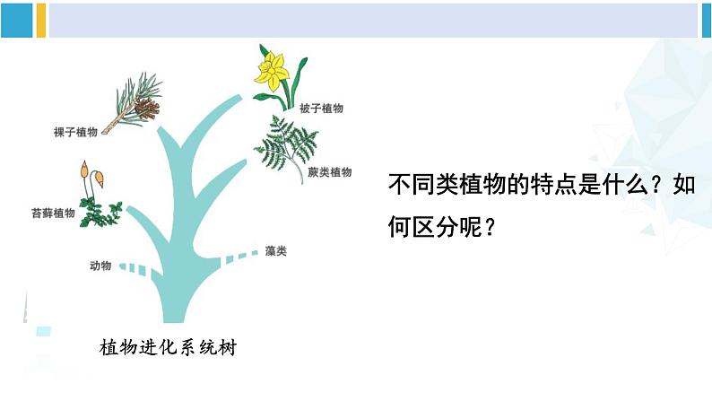 北师大版八年级生物下册 第7单元 生命的演化 第1课时 苔藓植物和蕨类植物（课件）第2页