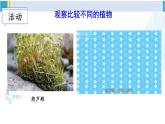 北师大版八年级生物下册 第7单元 生命的演化 第1课时 苔藓植物和蕨类植物（课件）
