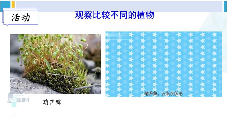 北师大版八年级生物下册 第7单元 生命的演化 第1课时 苔藓植物和蕨类植物（课件）第4页