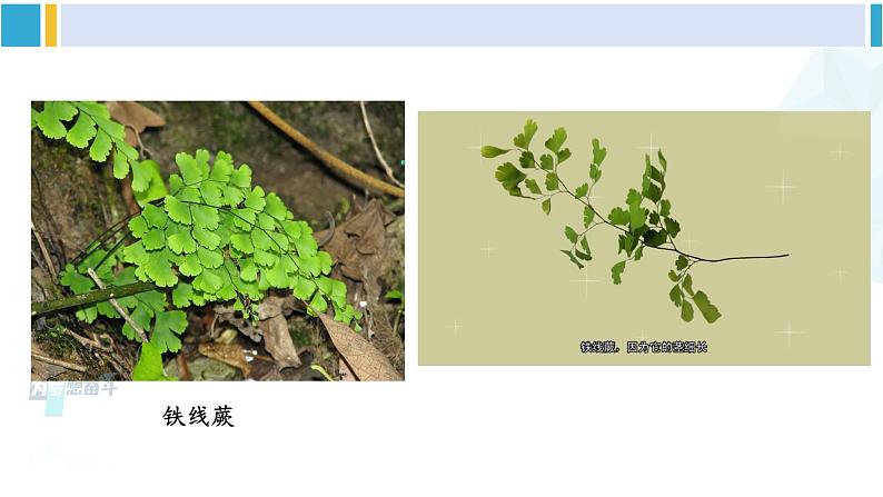 北师大版八年级生物下册 第7单元 生命的演化 第1课时 苔藓植物和蕨类植物（课件）第5页