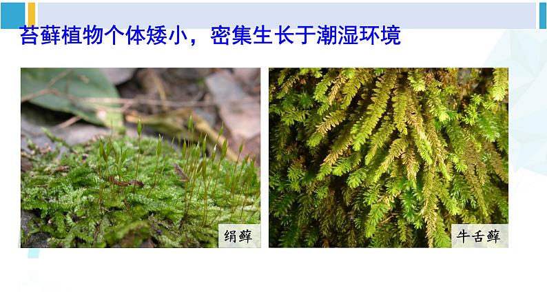 北师大版八年级生物下册 第7单元 生命的演化 第1课时 苔藓植物和蕨类植物（课件）第6页