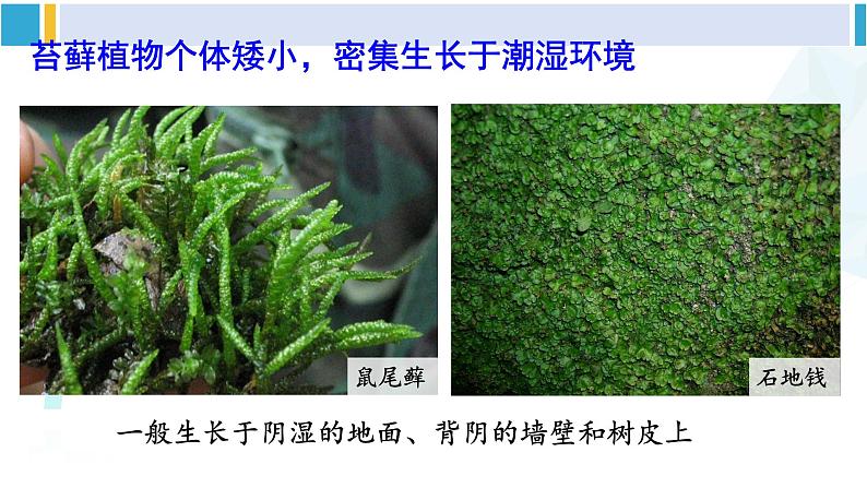 北师大版八年级生物下册 第7单元 生命的演化 第1课时 苔藓植物和蕨类植物（课件）第7页