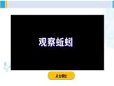 北师大版八年级生物下册 第7单元 生命的演化 第2课时 环节动物和节肢动物（课件）