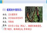 北师大版八年级生物下册 第7单元 生命的演化 第2课时 环节动物和节肢动物（课件）