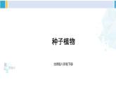 北师大版八年级生物下册 第7单元 生命的演化 第2课时 种子植物（课件）