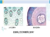 北师大版八年级生物下册 第7单元 生命的演化 第2课时 种子植物（课件）