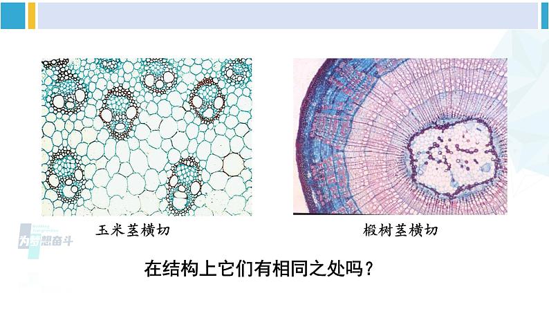 北师大版八年级生物下册 第7单元 生命的演化 第2课时 种子植物（课件）第4页