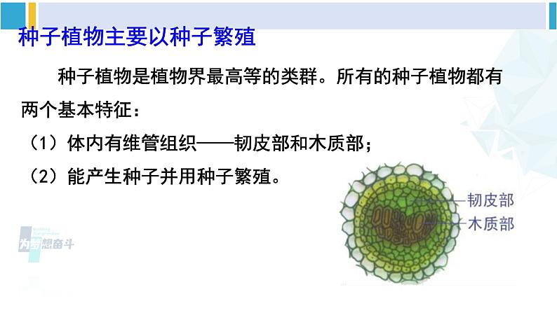 北师大版八年级生物下册 第7单元 生命的演化 第2课时 种子植物（课件）第5页