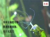 北师大版八年级生物下册 第7单元 生命的演化 第3课时 脊椎动物（课件）