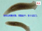 北师大版八年级生物下册 第7单元 生命的演化 第3课时 脊椎动物（课件）