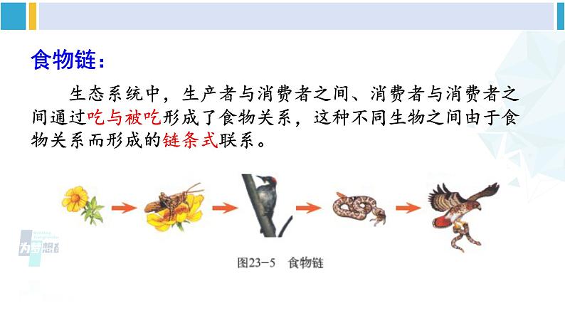 北师大版八年级生物下册 第8单元 生物与环境 第1课时 食物链和食物网（课件）第5页