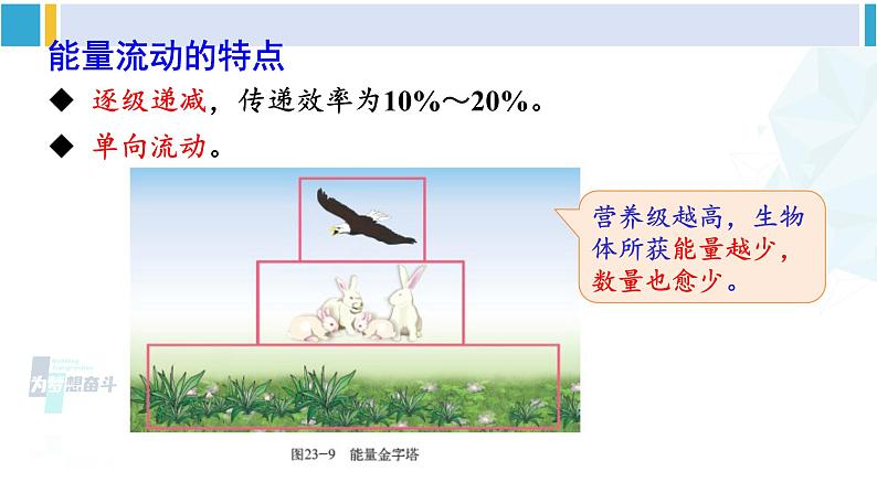 北师大版八年级生物下册 第8单元 生物与环境 第2课时 生态系统的能量流动和物质循环（课件）第8页