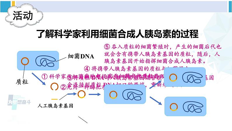 北师大版八年级生物下册 第9单元 生物技术 第2节 现代生物技术（课件）第8页