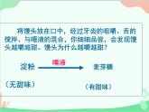 冀少版生物七年级下册 1.2.1 食物在口腔中的消化课件