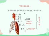 冀少版生物七年级下册 3.1.1 呼吸道和肺课件