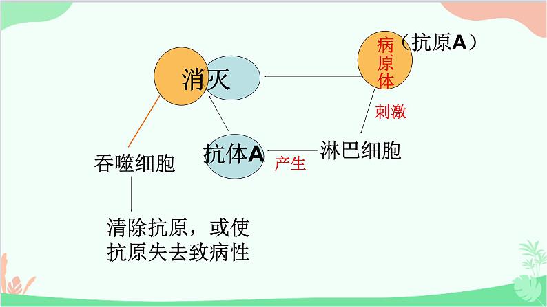 冀少版生物七年级下册 6.1.2 特异性免疫课件第6页