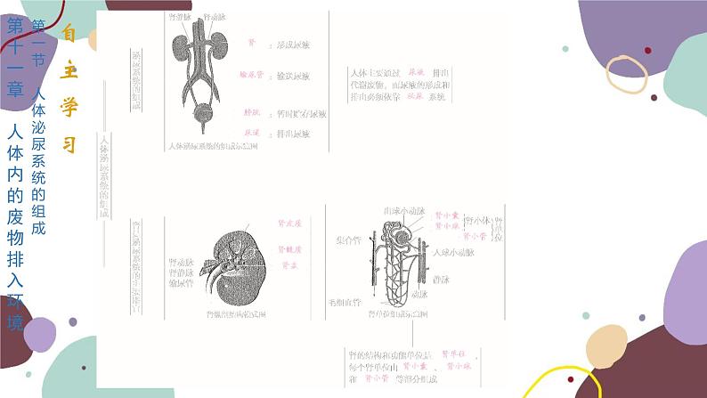 4.11.1 人体泌尿系统的组成第2页