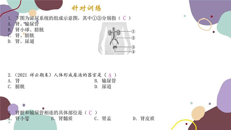 4.11.1 人体泌尿系统的组成第4页