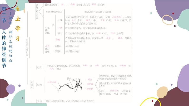 4.12.2.1 神经系统的组成第2页