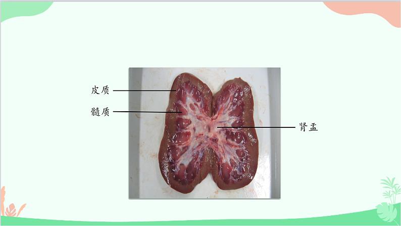 冀少版生物七年级下册 3.2.1 肾脏课件08