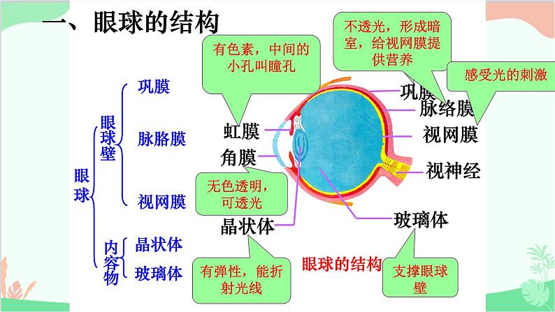 冀少版生物七年级下册 4.1.1 视觉课件04