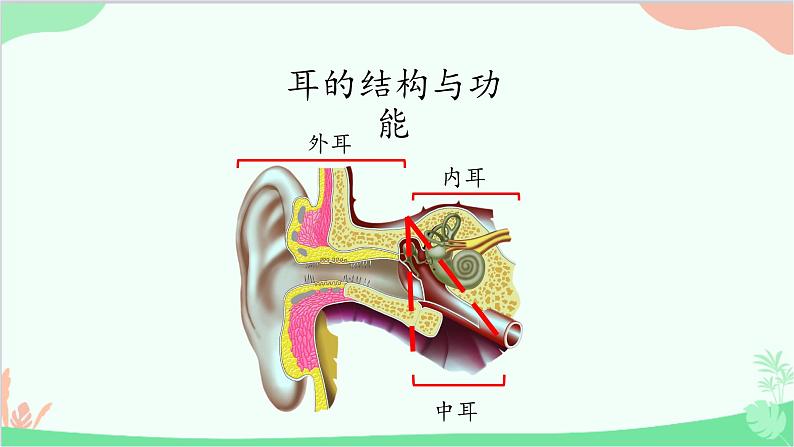 冀少版生物七年级下册 4.1.2 听觉课件第4页