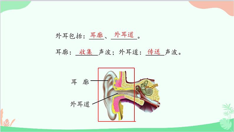 冀少版生物七年级下册 4.1.2 听觉课件第5页