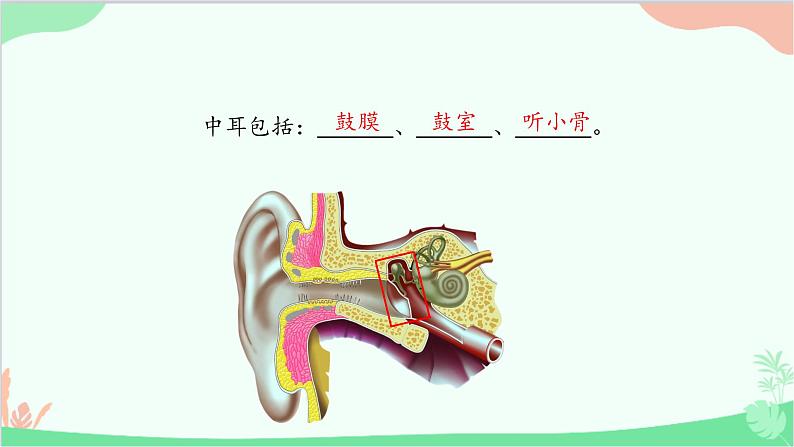 冀少版生物七年级下册 4.1.2 听觉课件第6页