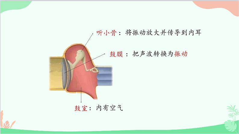 冀少版生物七年级下册 4.1.2 听觉课件第7页