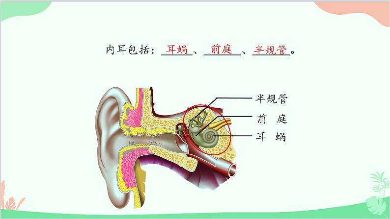 冀少版生物七年级下册 4.1.2 听觉课件第8页